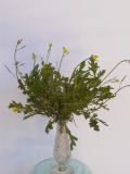 Diplotaxis tenuifolia