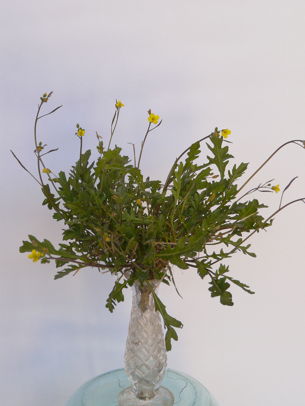 Image of Diplotaxis tenuifolia specimen.