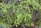 Picea obovata. Верхушка ветви. Челябинская обл., Златоустовский гор. округ, национальный парк \"Таганай\", ур. Долина Сказок. 6 июля 2023 г.