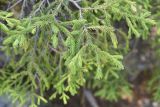 Picea obovata