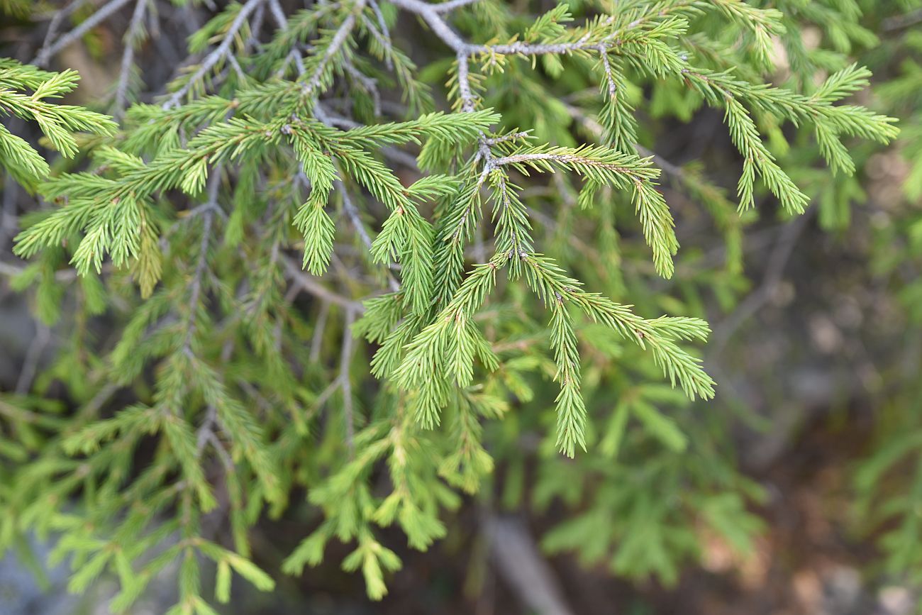 Изображение особи Picea obovata.