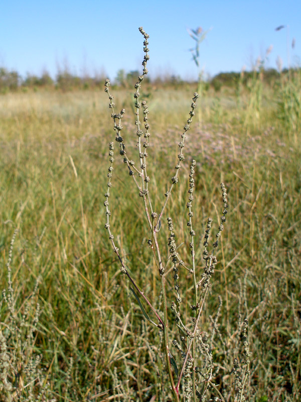 Image of genus Atriplex specimen.