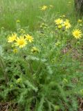 Senecio vernalis