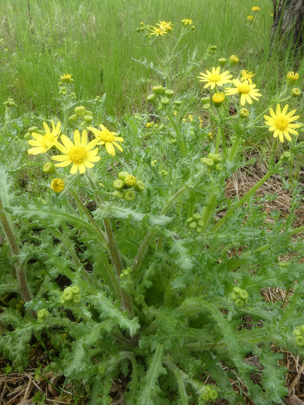 Изображение особи Senecio vernalis.