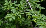 Carpinus orientalis. Часть ветви с соплодиями. Грузия, Имеретия, окр. водопада Кинчха, опушка широколиственного леса. 15.06.2023.