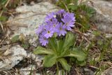 Primula algida