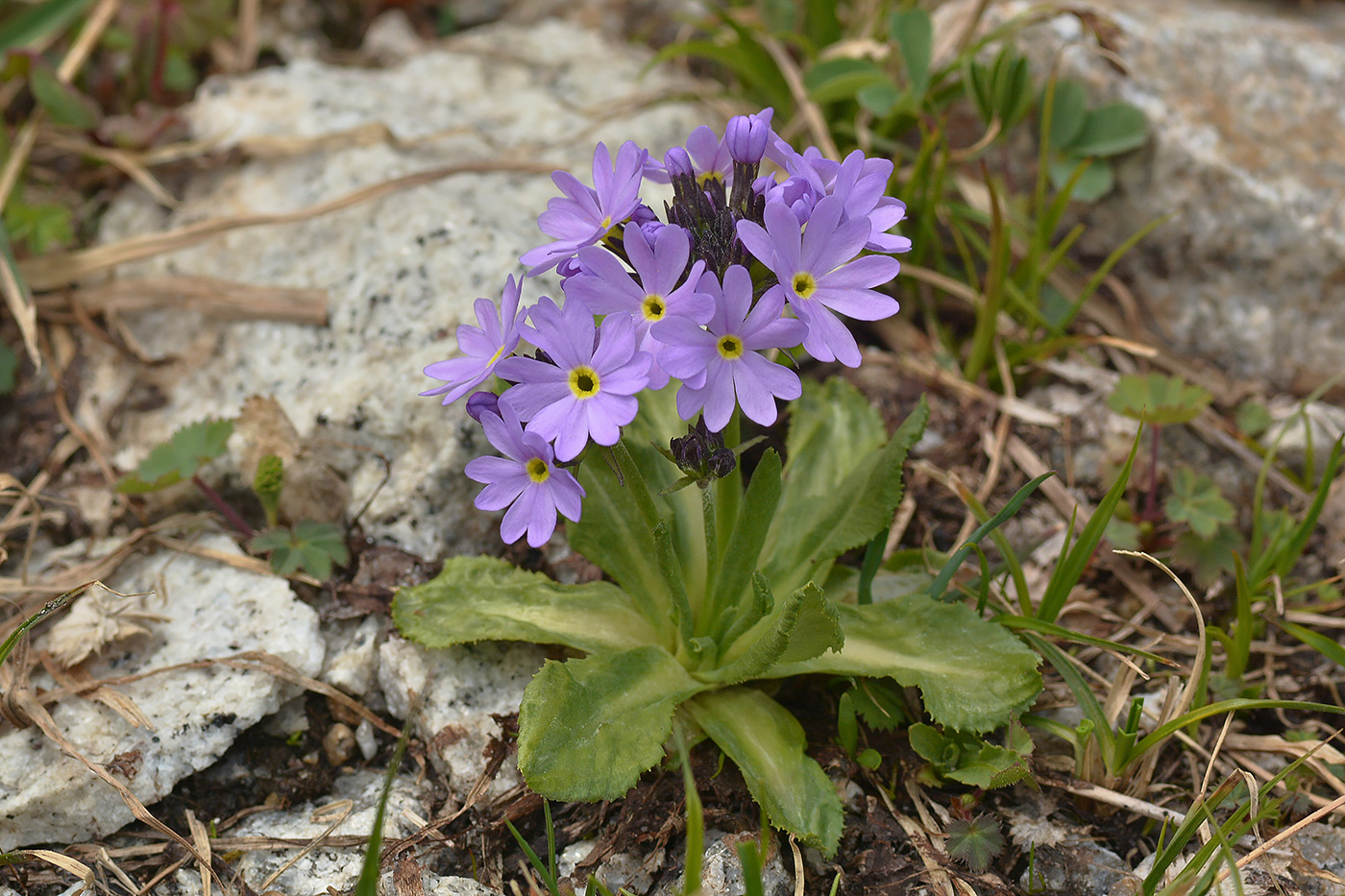 Image of Primula algida specimen.