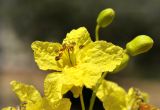 Parkinsonia aculeata