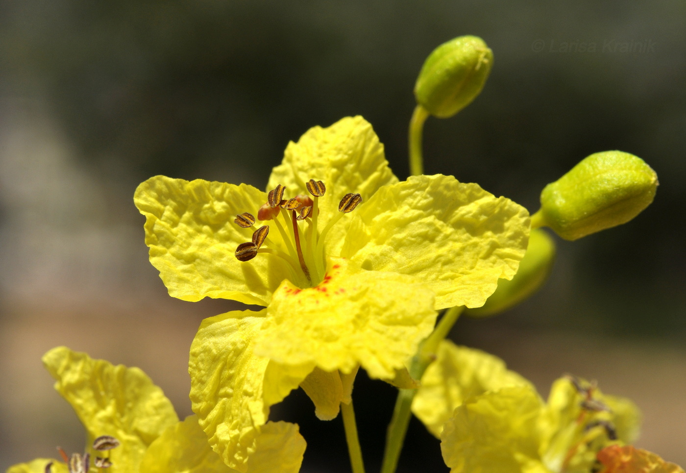 Изображение особи Parkinsonia aculeata.