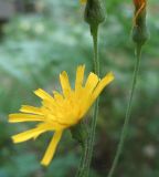 Hieracium borodinianum. Верхушка цветущего растения. Псковская обл., Себежский р-н, национальный парк \"Себежский\", восточнее оз. Выдрино, сосняк с подростом ели. 16.07.2010.