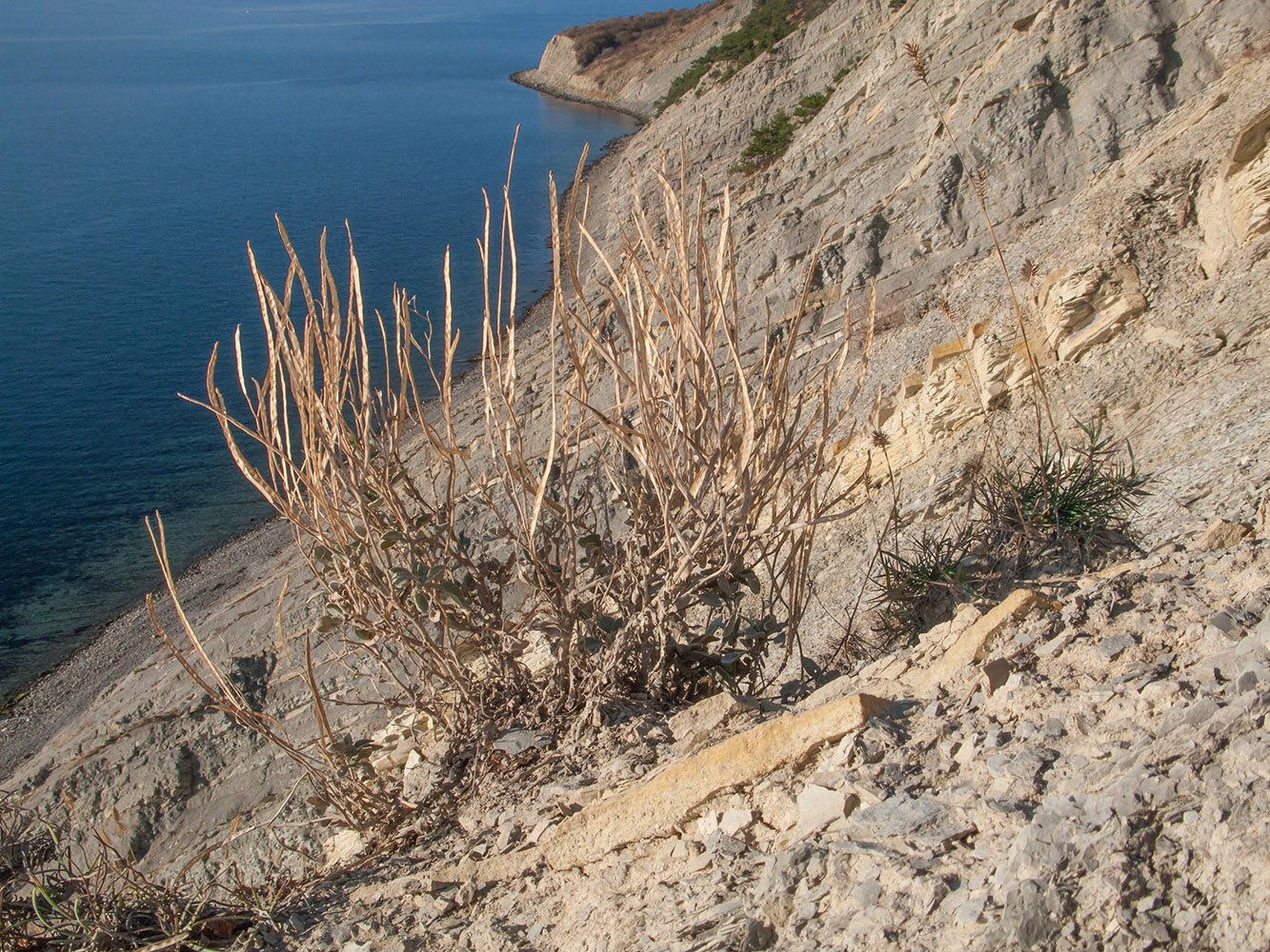 Image of Matthiola odoratissima specimen.