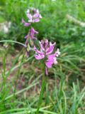 Polygala major. Верхушка побега с соцветием. Краснодарский край, городской округ Сочи, Хостинский р-н, Орлиные скалы, рядом с обрывом. 28.05.2023.