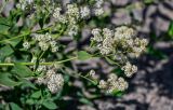 Lepidium latifolium. Верхушка веточки с соцветиями. Армения, г. Ереван, пустырь. 19.06.2022.