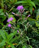 Dianthus superbus. Верхушка цветущего растения (среди побегов Arnica sachalinensis и Juniperus). Сахалин, Макаровский гор. округ, хр. Жданко, ≈ 300 м н.у.м., заросли кустарников на луговом склоне. 16.08.2022.