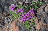 genus Thymus. Цветущее растение. Красноярский край, Таймырский Долгано-Ненецкий р-н, плато Путорана, водопад Китабо-Орон, поросший лишайниками каменистый склон. 26.07.2023.