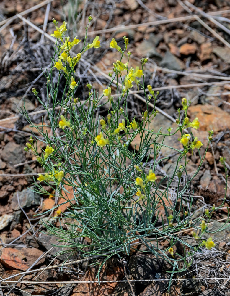 Image of Linaria uralensis specimen.