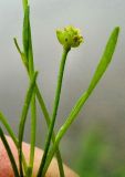 Ranunculus reptans