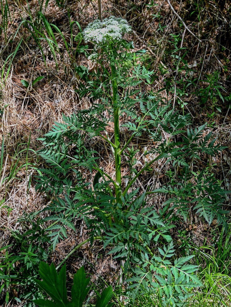 Изображение особи Pleurospermum uralense.