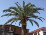 Phoenix canariensis. Крона взрослого дерева в начале цветения. Абхазия, Гагрский р-н, с. Лдзаа, озеленение. 15.04.2024.