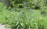 Anchusa azurea. Цветущие растения. Узбекистан, Кашкадарьинская обл., Китабский р-н, Китабский государственный геологический заповедник, местность Обиё, обочина дороги. 21.05.2024.