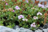 Saxifraga oppositifolia. Побеги с цветками (повторное цветение). Кольский п-ов, Хибины, долина р. Вудъяврйок, прибрежный галечник. 11.08.2010.