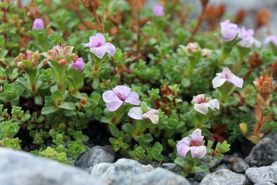 Изображение особи Saxifraga oppositifolia.