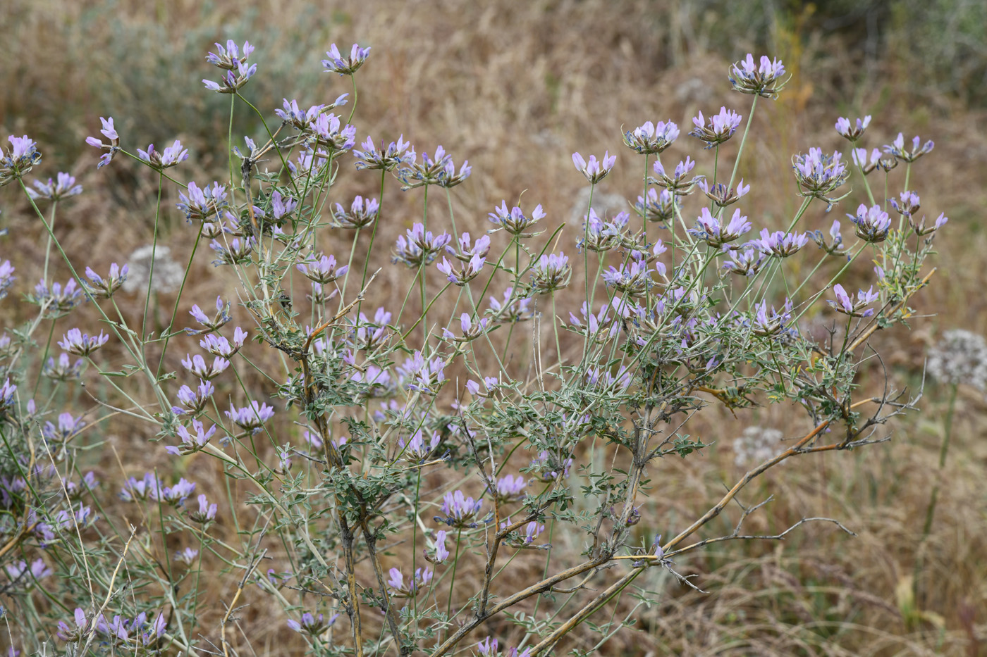 Image of Astragalus arbuscula specimen.