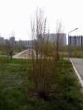 род Populus. Побеги корневой поросли срубленного дерева. Казахстан, г. Астана, Алматинский р-н, Президентский парк, верхняя терраса, в культуре. 26.04.2024.