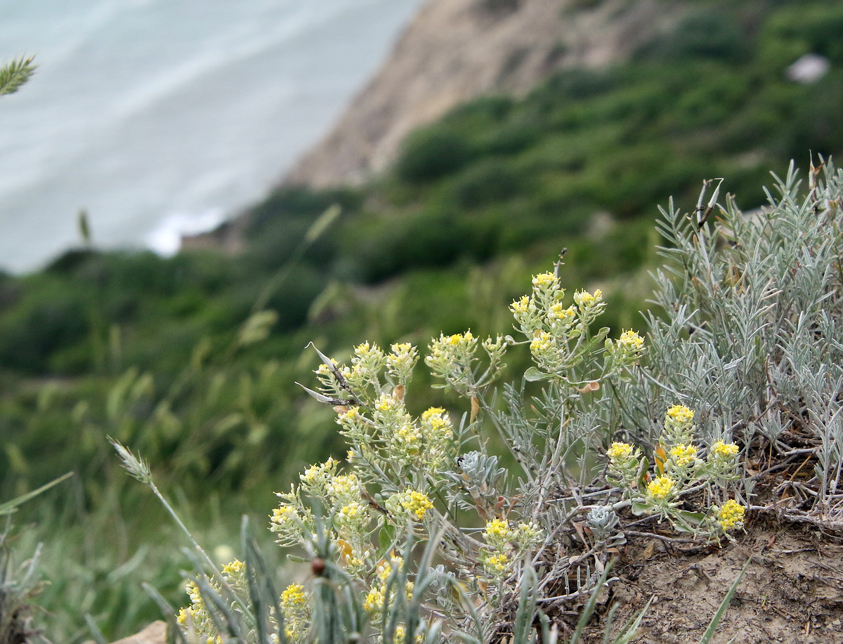 Изображение особи Odontarrhena obtusifolia.