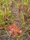 Drosera rotundifolia. Плодоносящее растение. Нидерланды, провинция Drenthe, национальный парк Drentsche Aa, заказник Gasterse Duinen, на краю сфагнового болота. 2 сентября 2007 г.