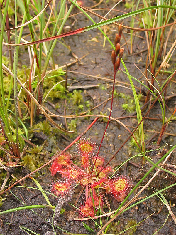 Изображение особи Drosera rotundifolia.