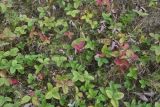 Fragaria vesca