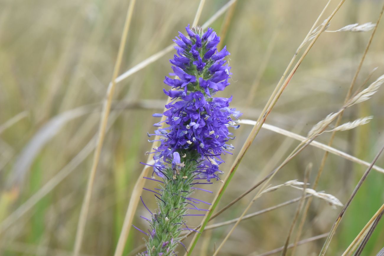 Изображение особи Veronica spicata.