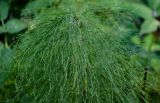 Equisetum sylvaticum