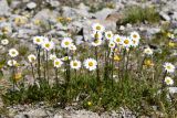 Pyrethrum karelinii. Цветущие растения. Казахстан, Заилийский Алатау в окр. г. Алматы, Большое Алматинское ущ., р-н Космостанции, ≈3500 м н.у.м., задернованные моренные отложения гранитных обломков. 27 июля 2024 г.