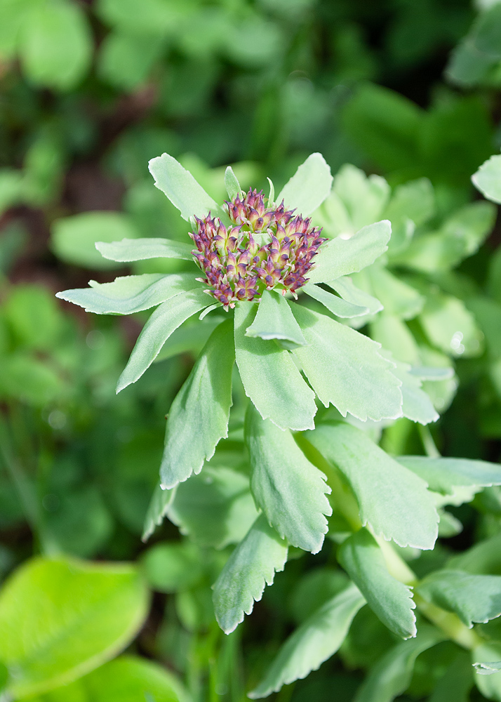 Image of Rhodiola integrifolia specimen.