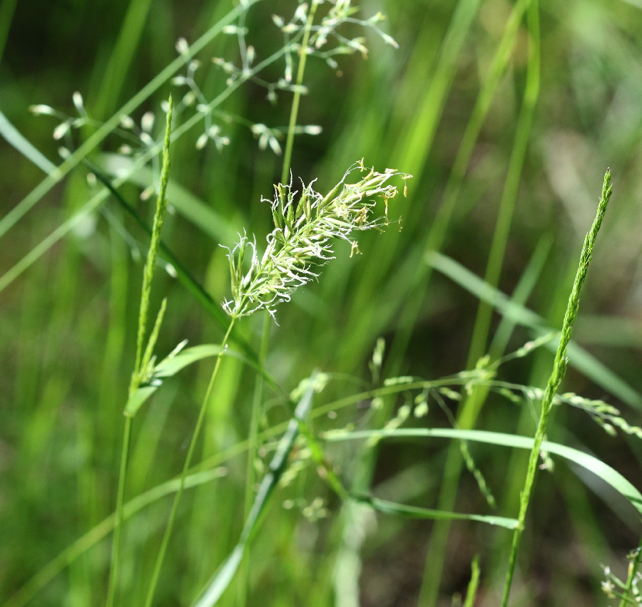 Image of Anthoxanthum odoratum specimen.