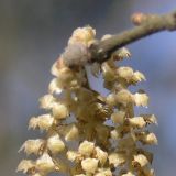 Corylus avellana