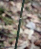Equisetum hyemale