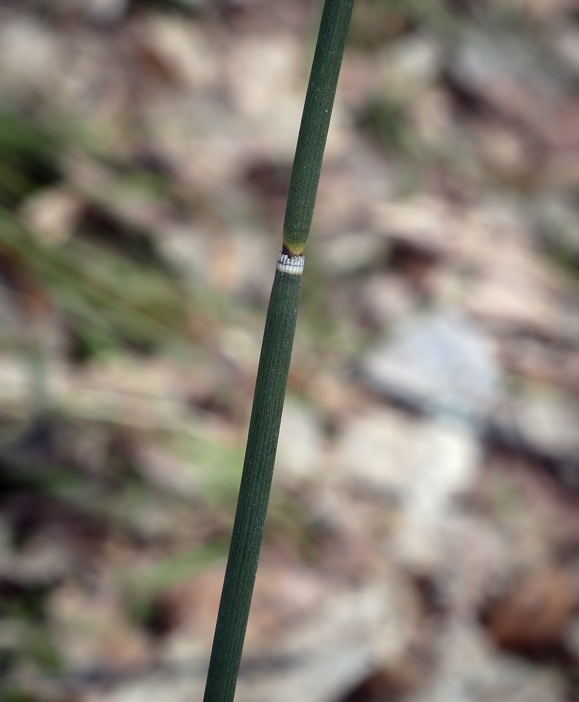 Изображение особи Equisetum hyemale.