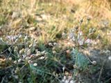 Allium inaequale
