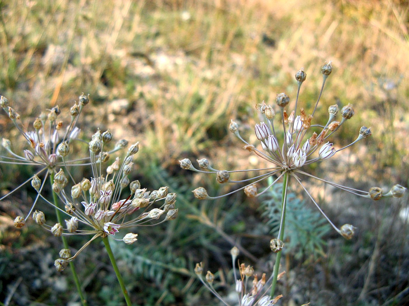 Изображение особи Allium inaequale.