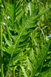 unknown species. Лист и часть стебля. Оренбургская обл., Кувандыкский муниципальный округ, степной склон. 28 мая 2024 г.