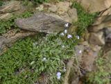 genus Myosotis