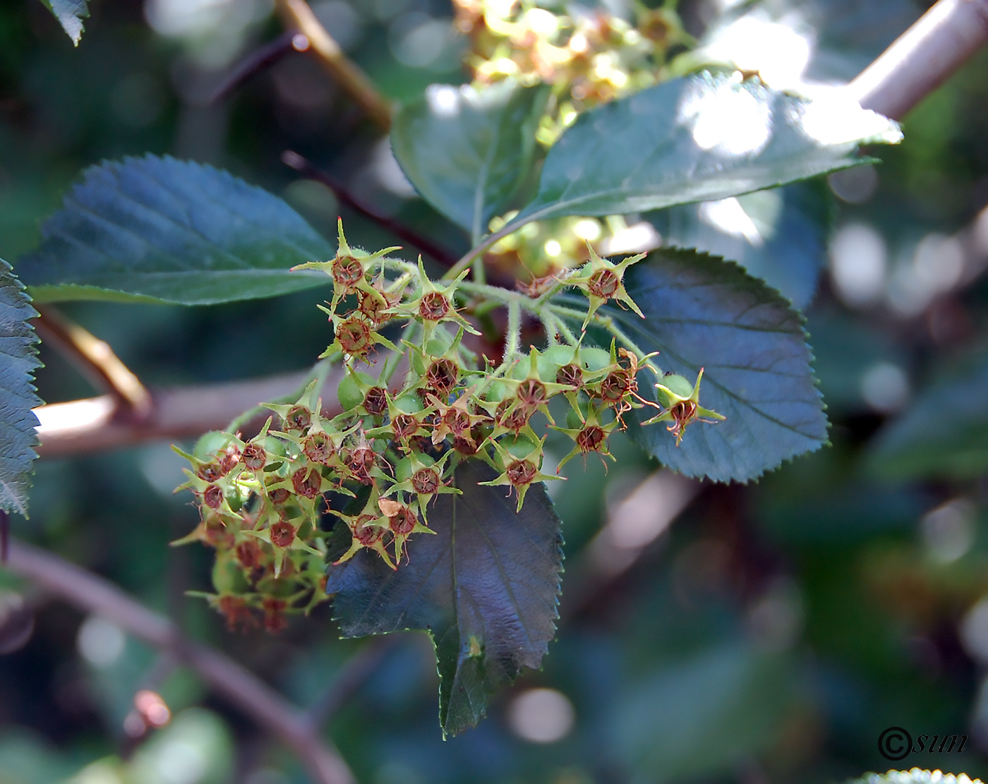 Image of Crataegus chrysocarpa var. rotundifolia specimen.
