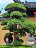 Podocarpus macrophyllus. Вегетирующее растение. Китай, г. Шанхай, в культуре. 25.05.2025.