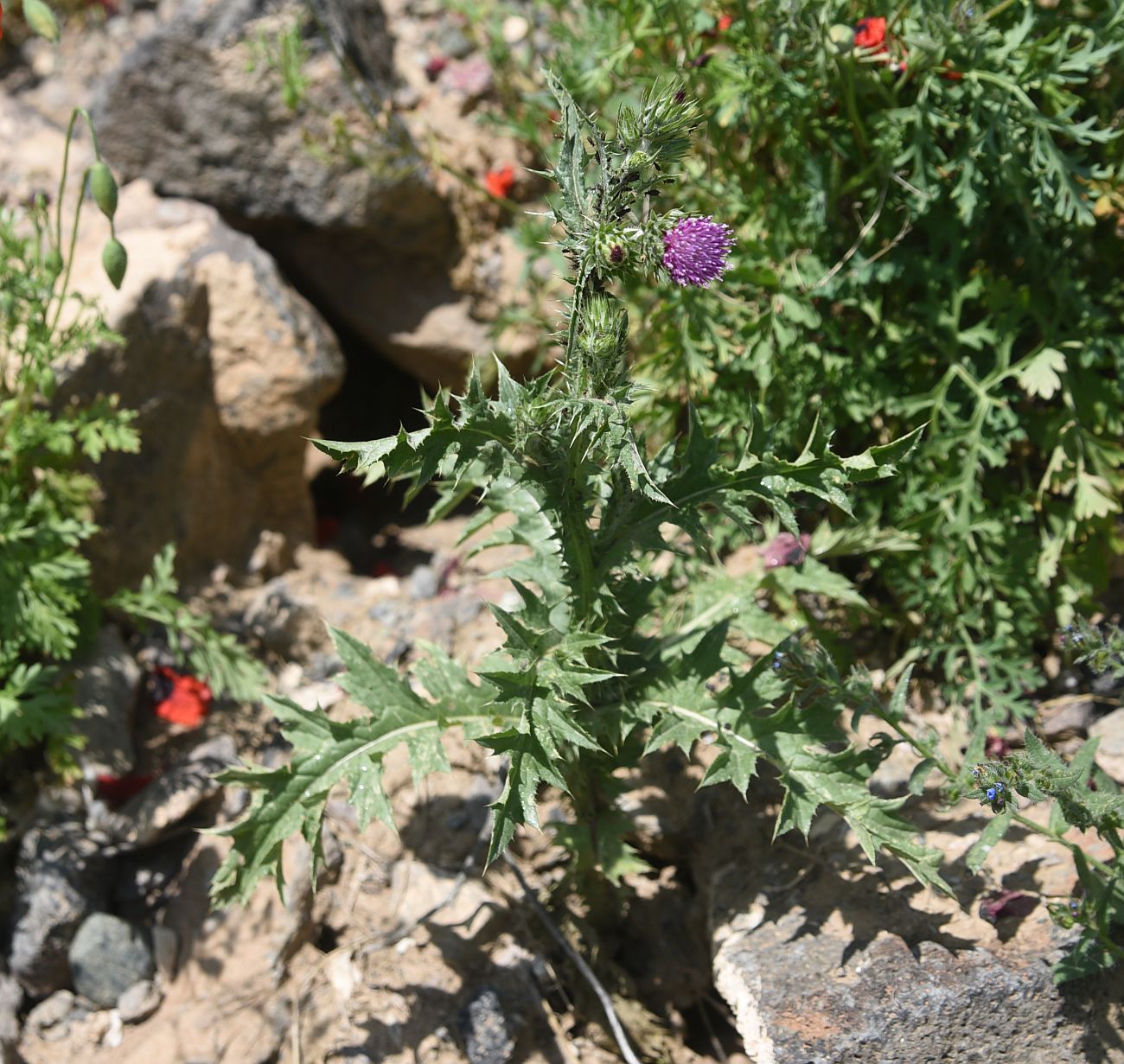 Image of Unknown species specimen.