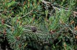 Pinus sylvestris. Верхушка ветви с микростробилами и раскрывшимися шишками. Калининградская обл., Зеленоградский р-н, Куршская коса, опушка смешанного леса. 30.06.2025.