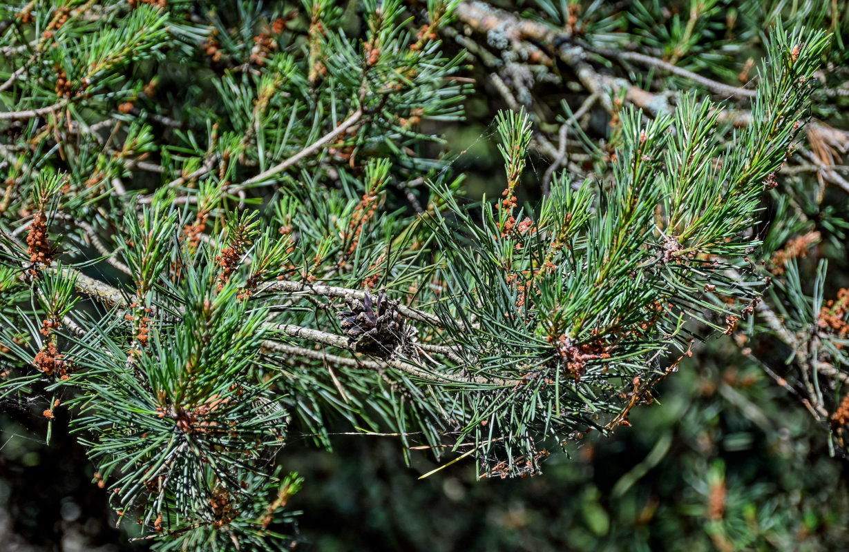 Изображение особи Pinus sylvestris.
