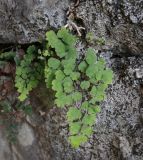 Adiantum capillus-veneris. Вегетирующее растение. Абхазия, окр. г. Новый Афон, вершина Иверской горы, подпорная крепостная стена. 12.06.2025.